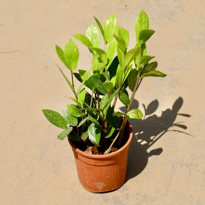 Buy Zz Green in 5 Inch Nursery Pot Online | Urvann.com