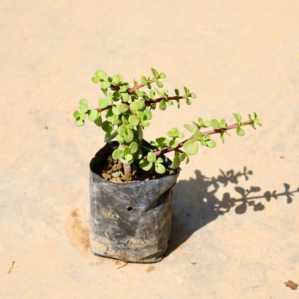 Buy Jade in 4 Inch Nursery Bag Online | Urvann.com