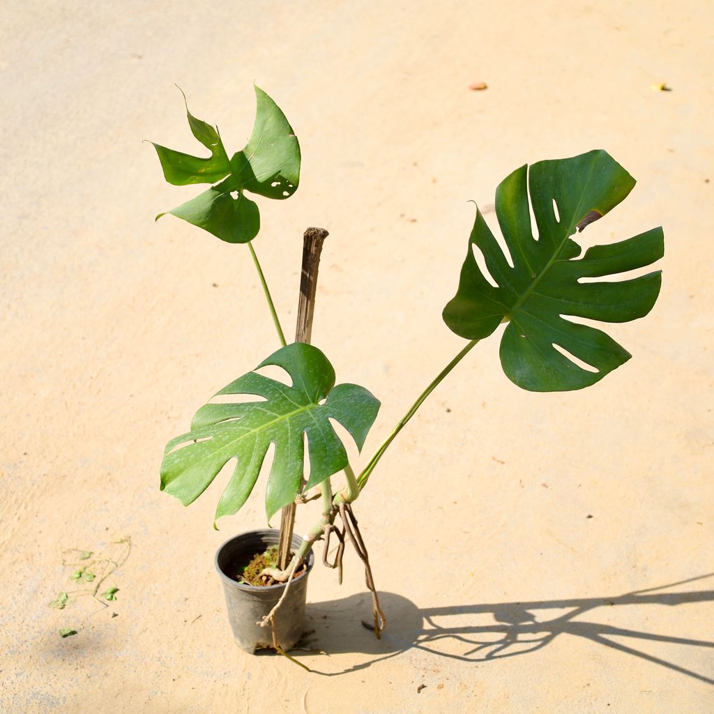 Buy Monstera Green in 5 Inch Nursery Pot Online | Urvann.com Monstera Green in 5 Inch Nursery Pot