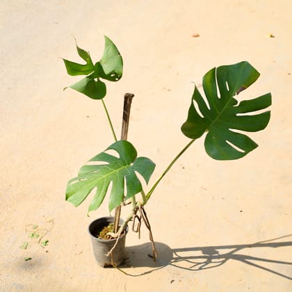 Buy Monstera Green in 5 Inch Nursery Pot Online | Urvann.com