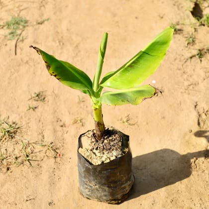Buy Banana Plant in 5 Inch Nursery Bag Online | Urvann.com
