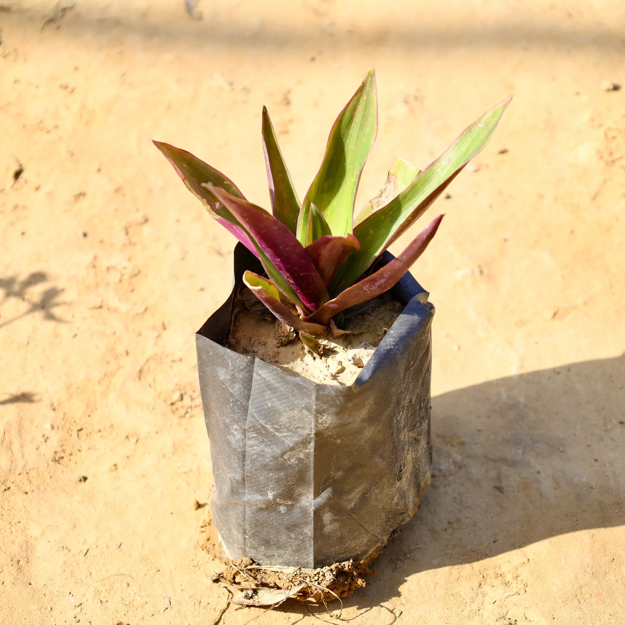 Rhoeo / Durangi in 4 Inch Nursery Bag