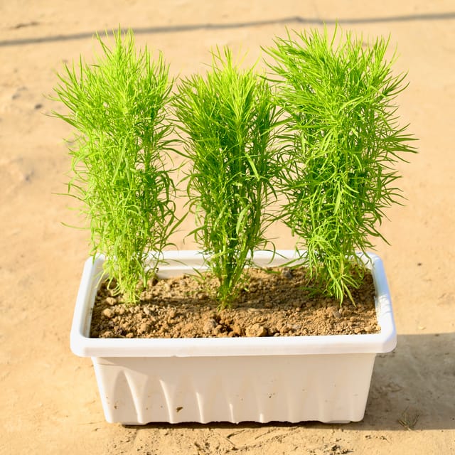 Kochia in 14 Inch White Premium Supreme Window Plastic Planter