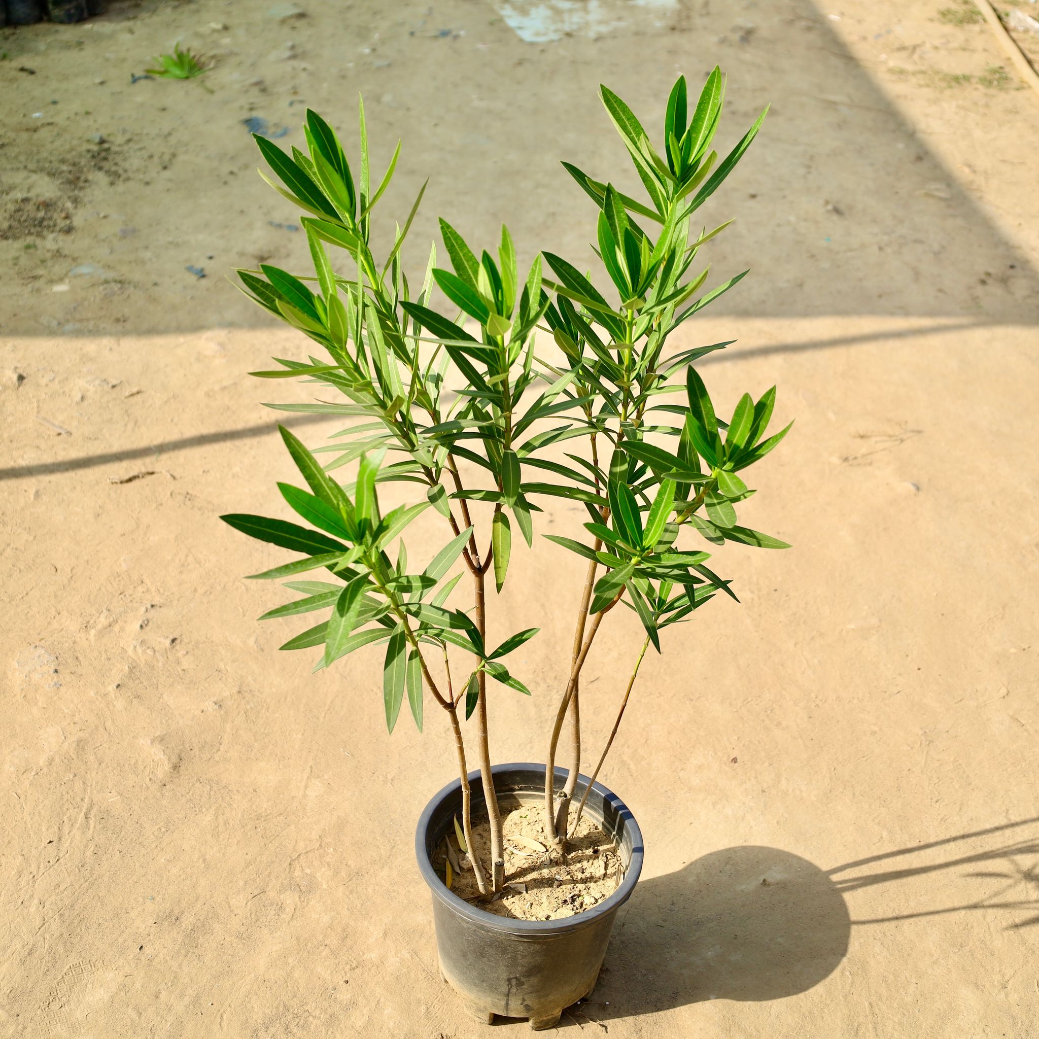 Kaner / Oleander (Any Colour) in 10 Inch Nursery Pot