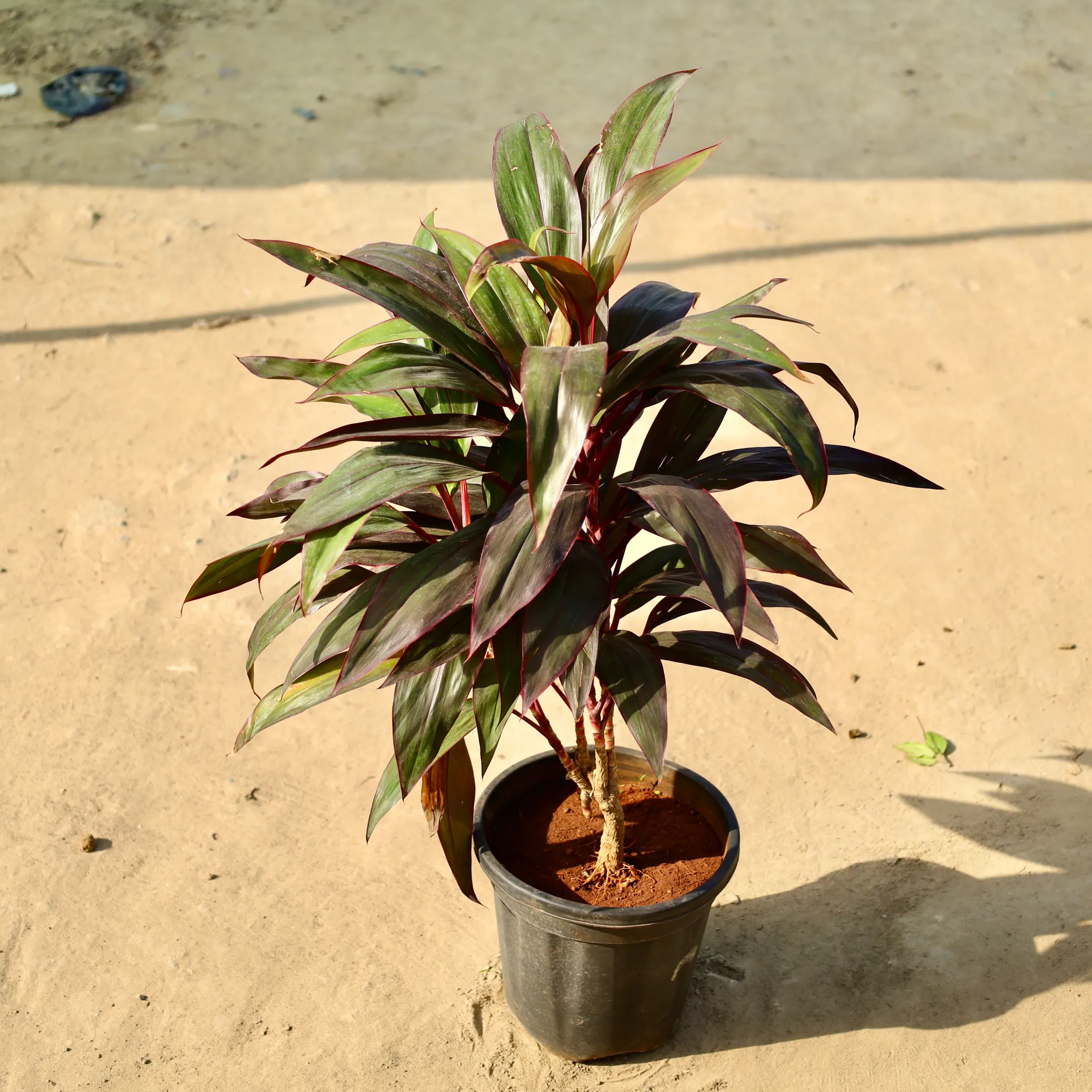 Dracaena Kedarnath in 8 Inch Nursery Pot