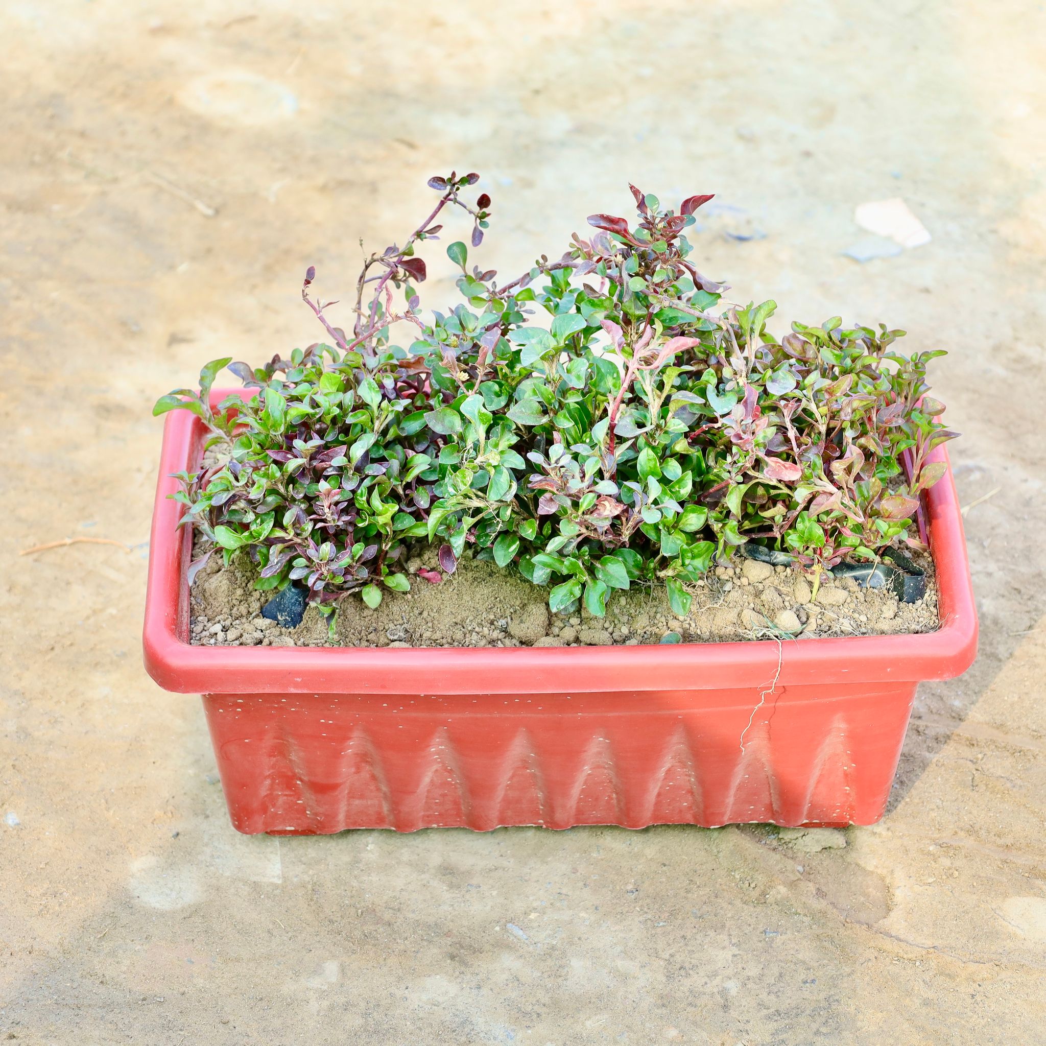 Alternanthera in 14 Inch Terracotta Red Premium Supreme Window Plastic Planter