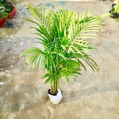 Buy Areca Palm in 8 Inch Nursery Bag Online | Urvann.com