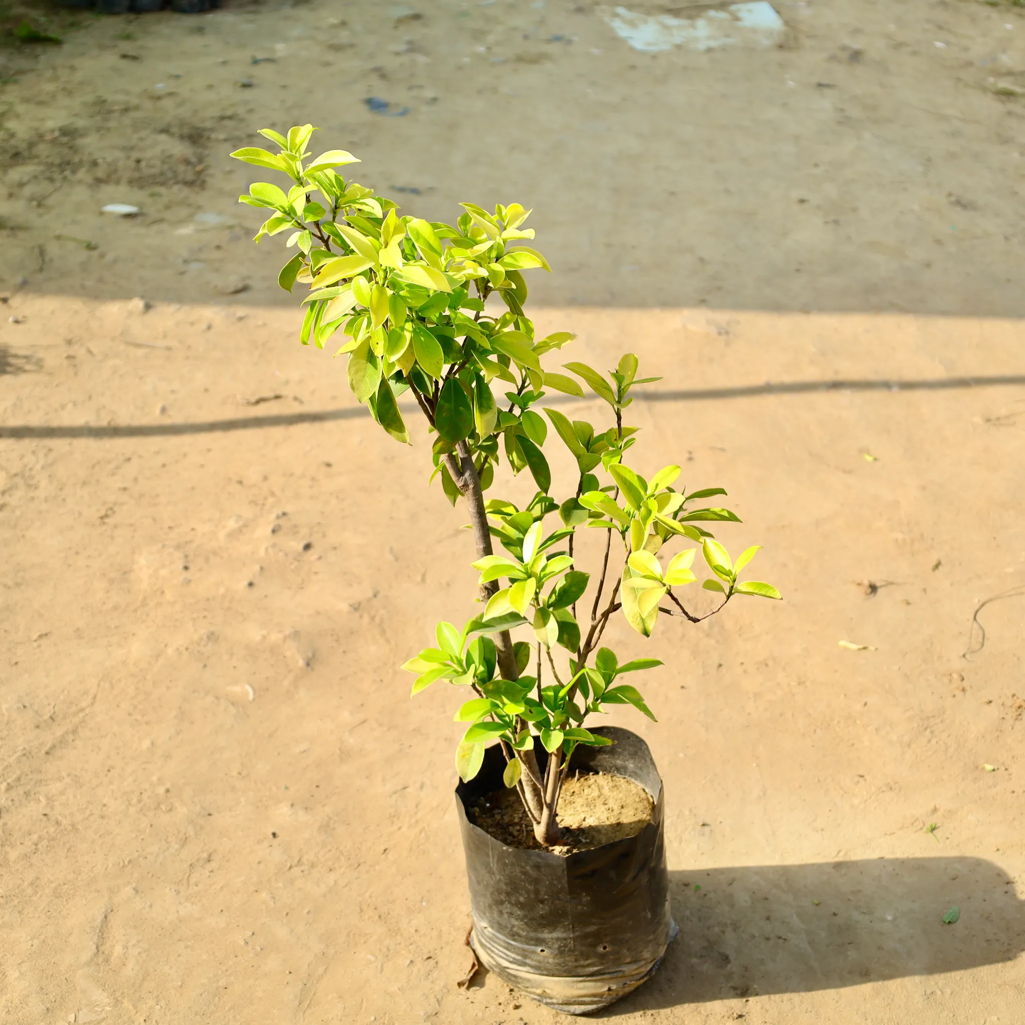 Ficus Panda in 8 Inch Nursery Bag