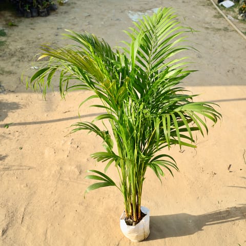 Areca Palm in 7 Inch Nursery Bag