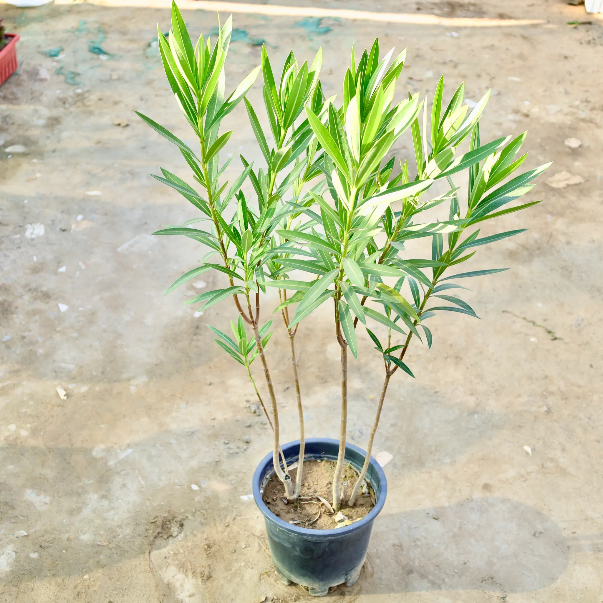 Kaner / Oleander (Any Colour) in 10 Inch Nursery Pot