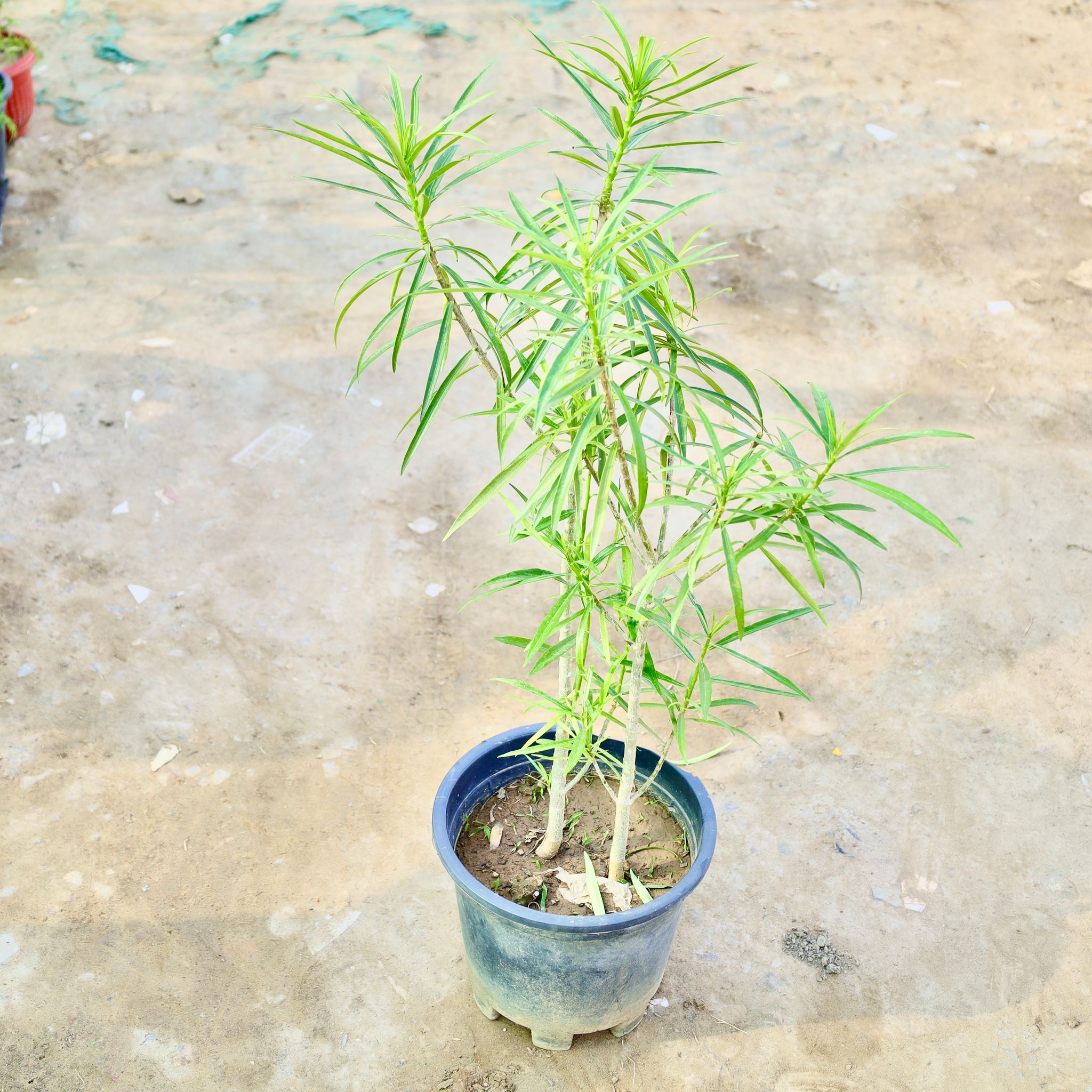 Kaner / Oleander (Any Colour) in 10 Inch Nursery Pot