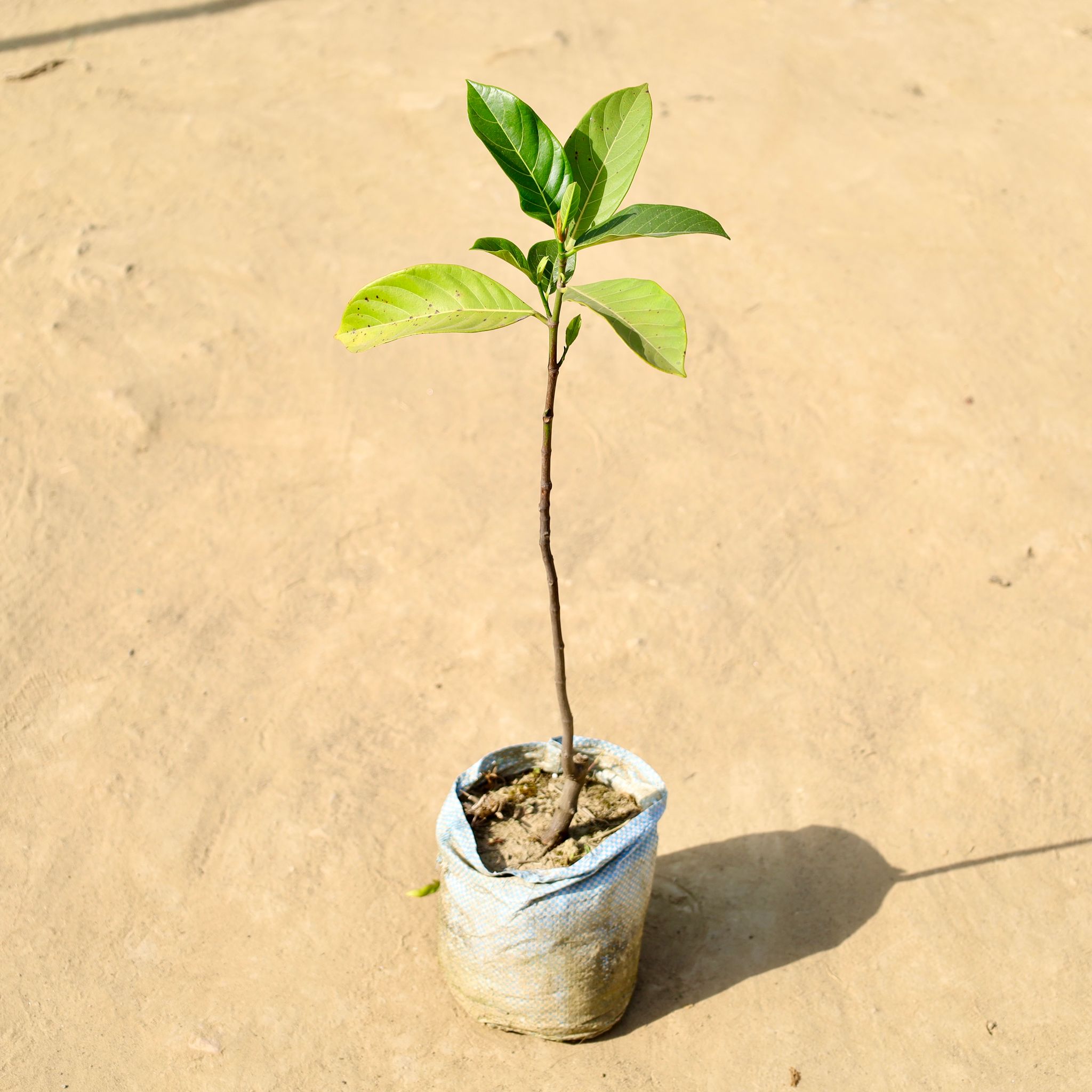 Jack Fruit / Kathal in 6 Inch Nursery Bag