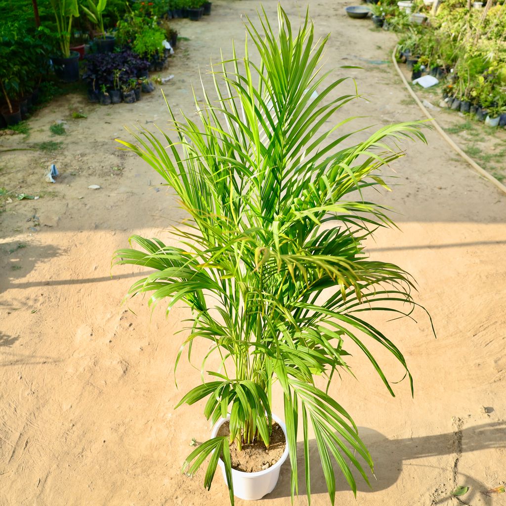 Buy Areca Palm in 10 Inch White Super Nursery Pot Online | Urvann.com Areca Palm in 10 Inch White Super Nursery Pot