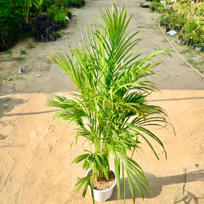 Buy Areca Palm in 10 Inch White Super Nursery Pot Online | Urvann.com