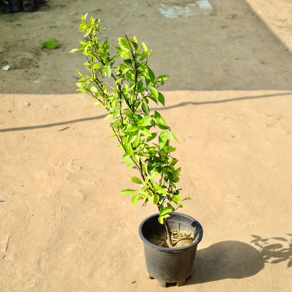 Mosambi / Sweet Lemon in 10 Inch Nursery Pot