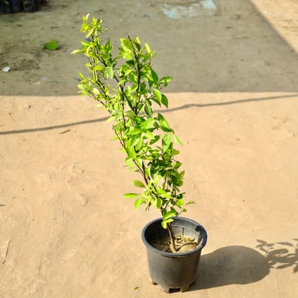 Buy Mosambi / Sweet Lemon in 10 Inch Nursery Pot Online | Urvann.com