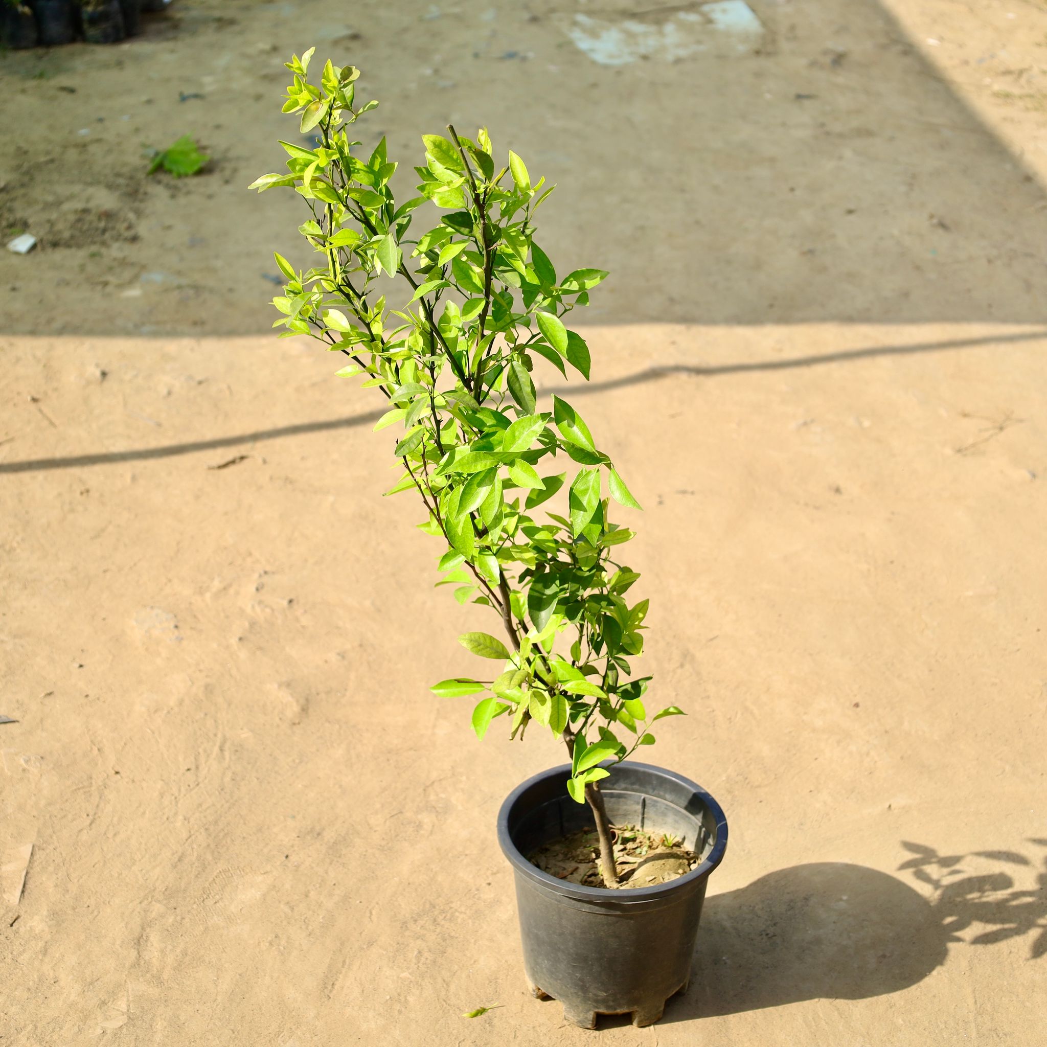 Mosambi / Sweet Lemon in 10 Inch Nursery Pot