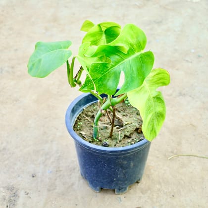 Buy Monstera Deliciosa in 10 Inch Nursery Pot Online | Urvann.com