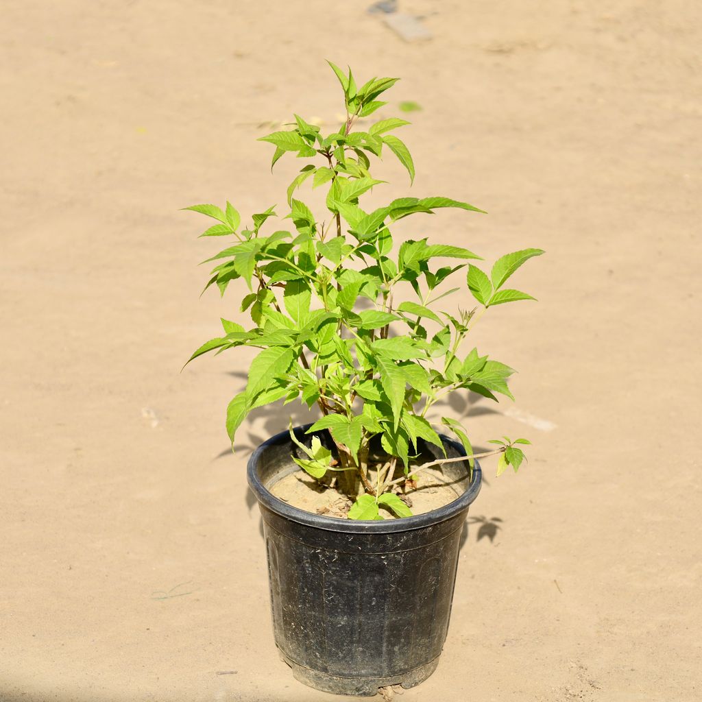 Buy Tecoma (Any Colour) in 6 Inch Nursery Pot Online | Urvann.com Tecoma (Any Colour) in 6 Inch Nursery Pot