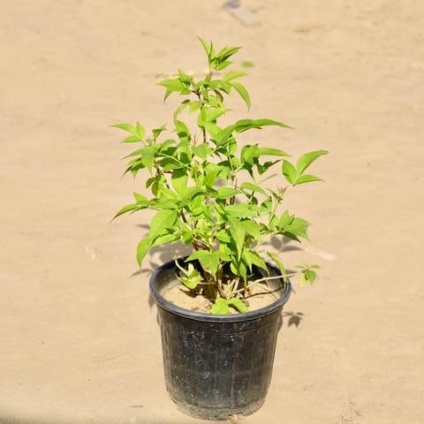 Tecoma (Any Colour) in 6 Inch Nursery Pot