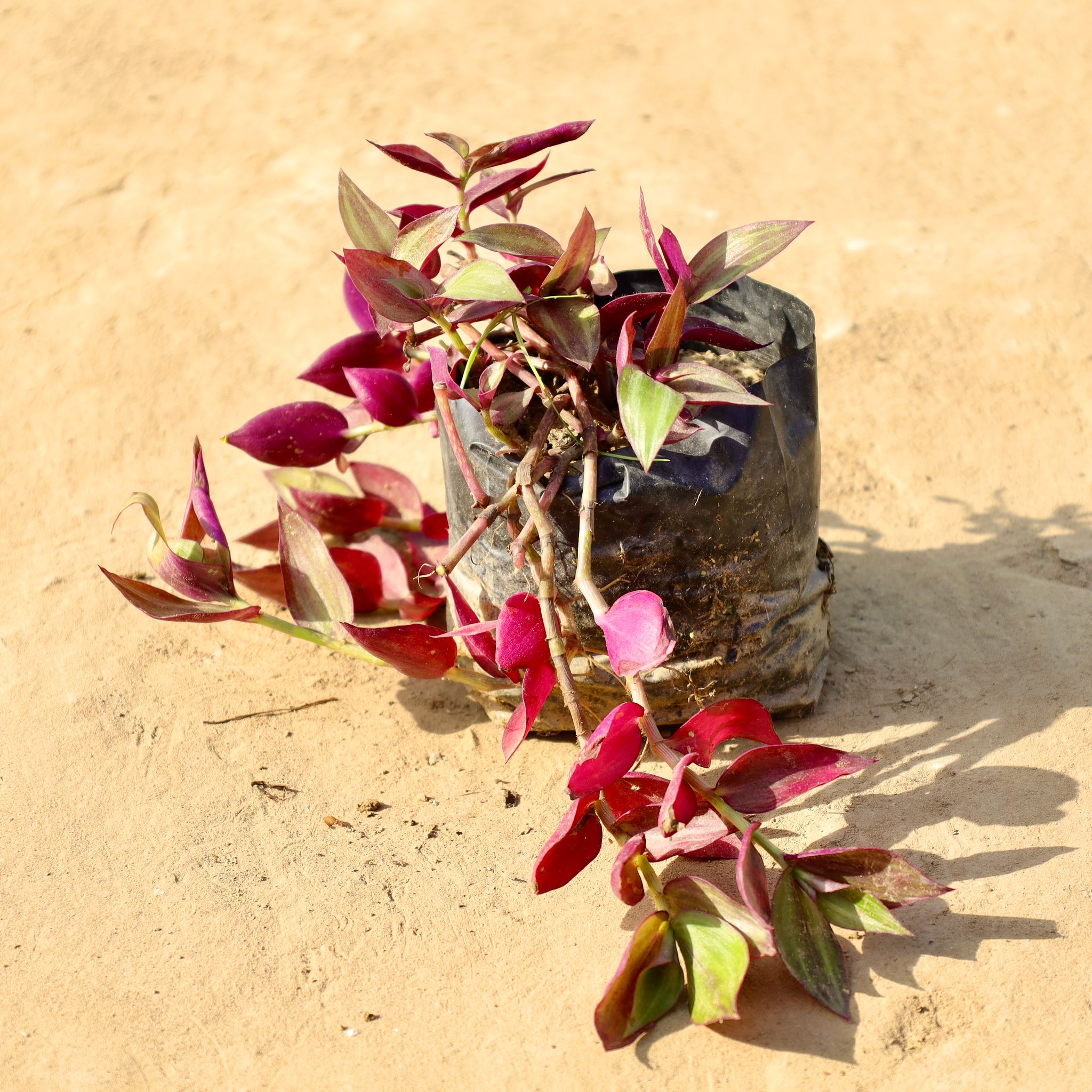 Wandering Jew in 4 Inch Nursery Bag