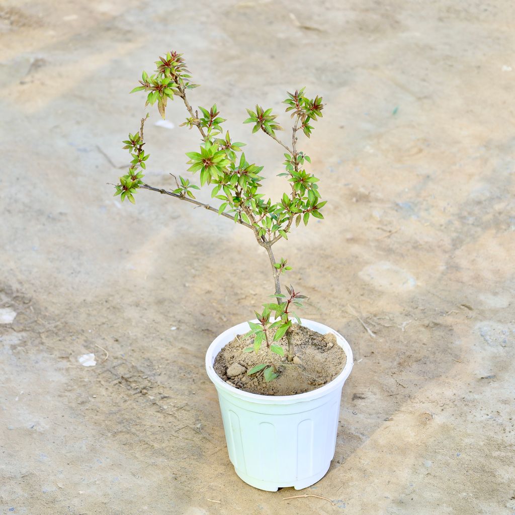 Buy Hamelia / Firebush (Any Colour) in 8 Inch White Super Nursery Pot Online | Urvann.com Hamelia / Firebush (Any Colour) in 8 Inch White Super Nursery Pot