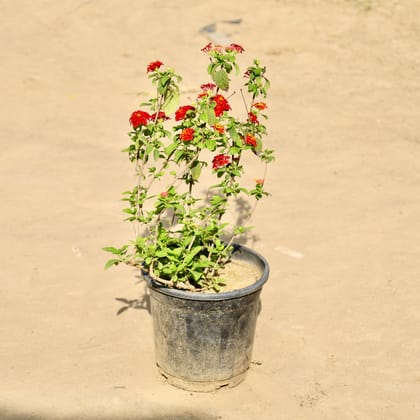 Buy Lantana in 5 Inch Nursery Pot Online | Urvann.com
