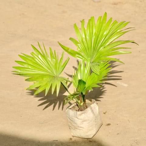 China Palm / Fan Palm in 4 Inch Nursery Bag