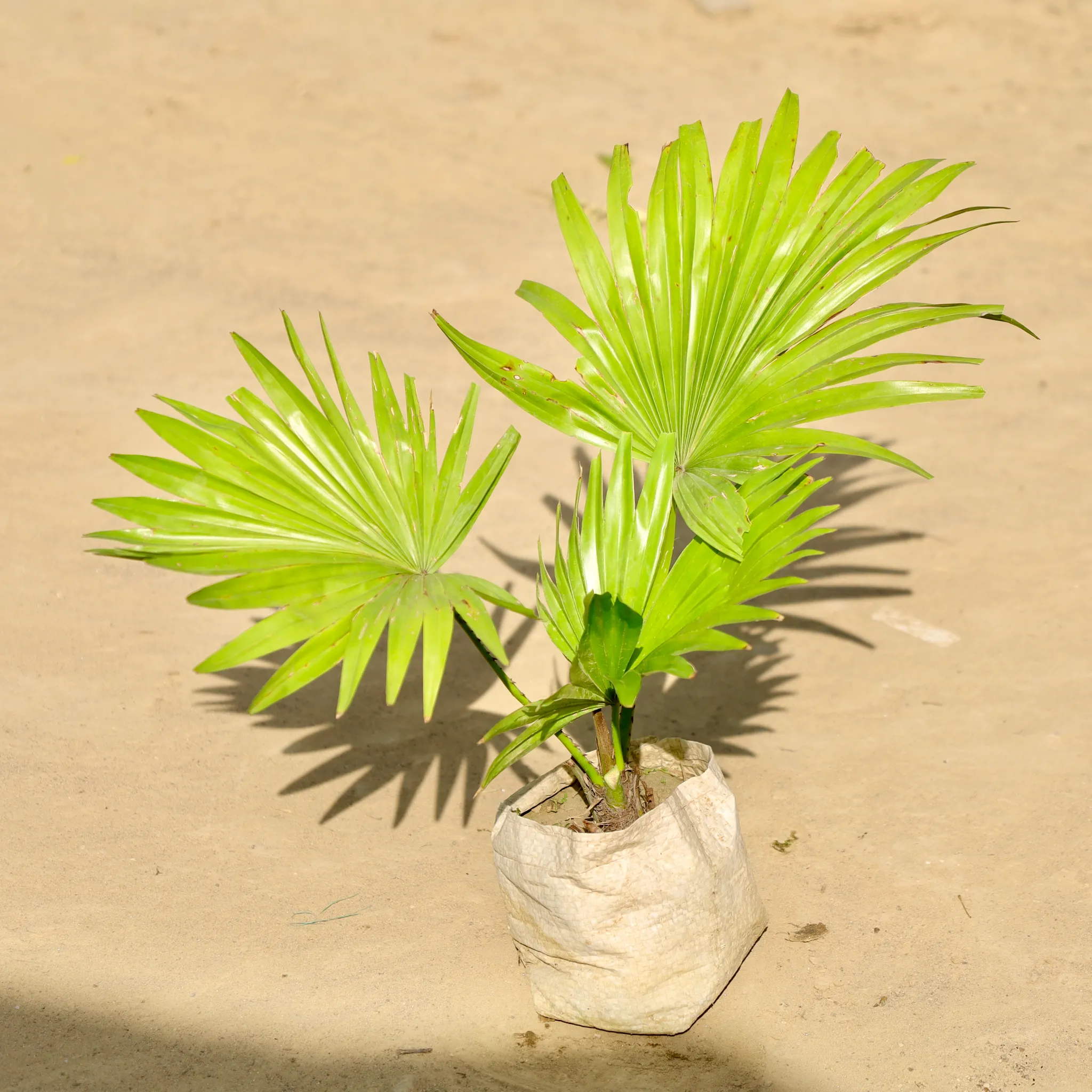 China Palm / Fan Palm in 4 Inch Nursery Bag