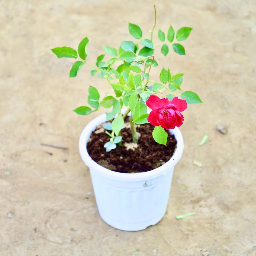 Buy Desi Rose (Any Colour) in 6 Inch Nursery Pot Online | Urvann.com Desi Rose (Any Colour) in 6 Inch Nursery Pot