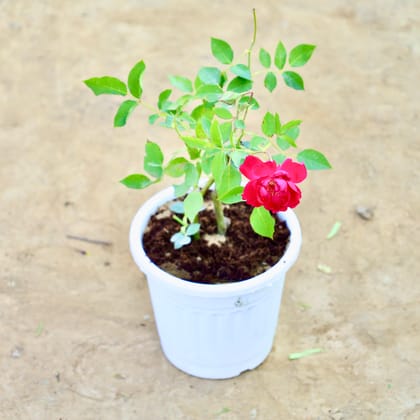 Buy Desi Rose (Any Colour) in 6 Inch Nursery Pot Online | Urvann.com