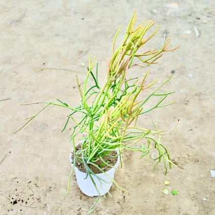 Buy Pencil Cactus in 6 Inch Nursery Pot Online | Urvann.com