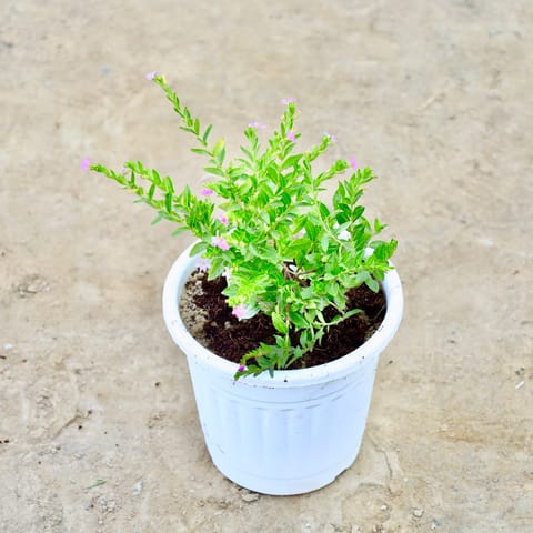 Cuphea / False Heather ( Any Colour) in 6 Inch Nursery Pot
