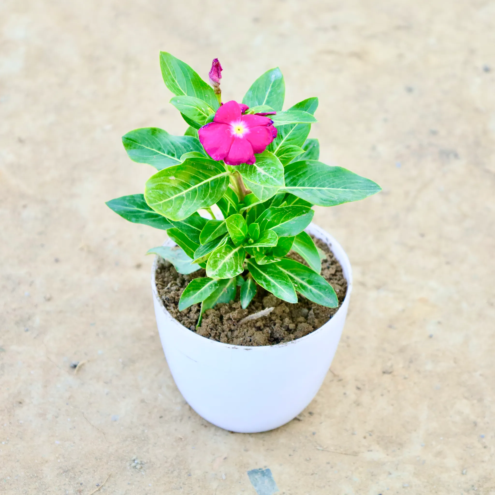 Periwinkle / Vinca / Sadabahar (Any Colour) in 4 Inch White Premium Orchid Round Plastic Pot