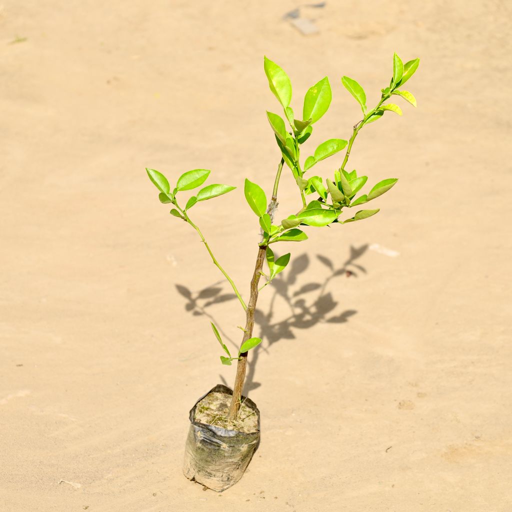 Buy Mosambi / Sweet Lemon in 4 Inch Nursery Bag Online | Urvann.com Mosambi / Sweet Lemon in 4 Inch Nursery Bag