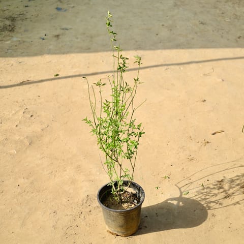 Chameli (Any Colour) in 6 Inch Nursery Pot