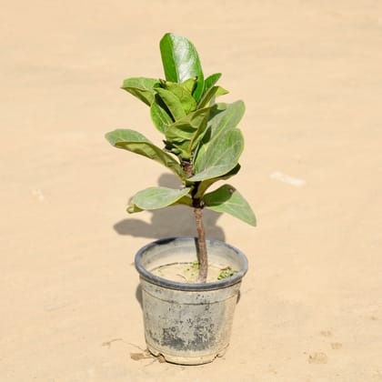 Buy Fiddle Leaf Fig / Ficus Lyrata in 5 Inch Nursery Pot Online | Urvann.com