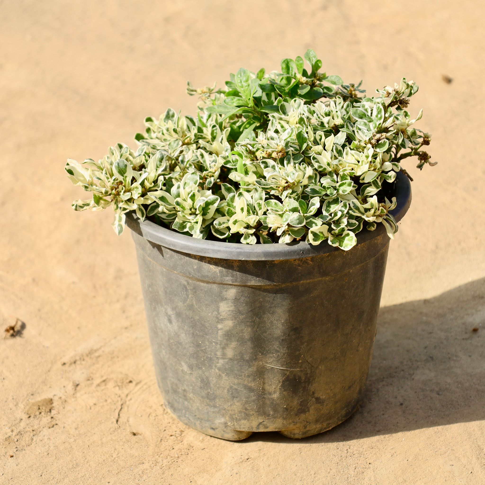 Alternanthera White in 8 Inch Nursery Pot
