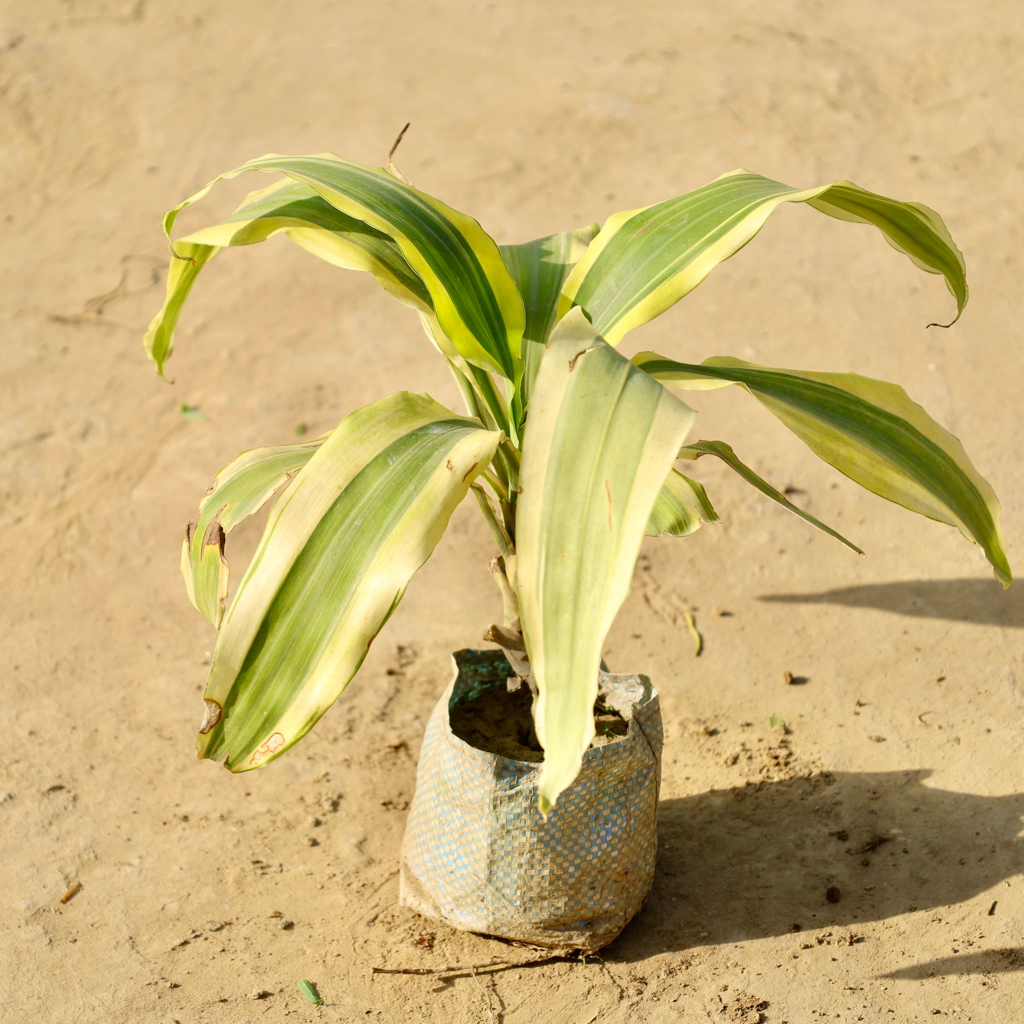 Dracaena Victoria in 4 Inch Nursery Bag
