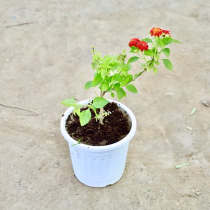 Buy Lantana in 9 Inch White Super Nursery Pot Online | Urvann.com