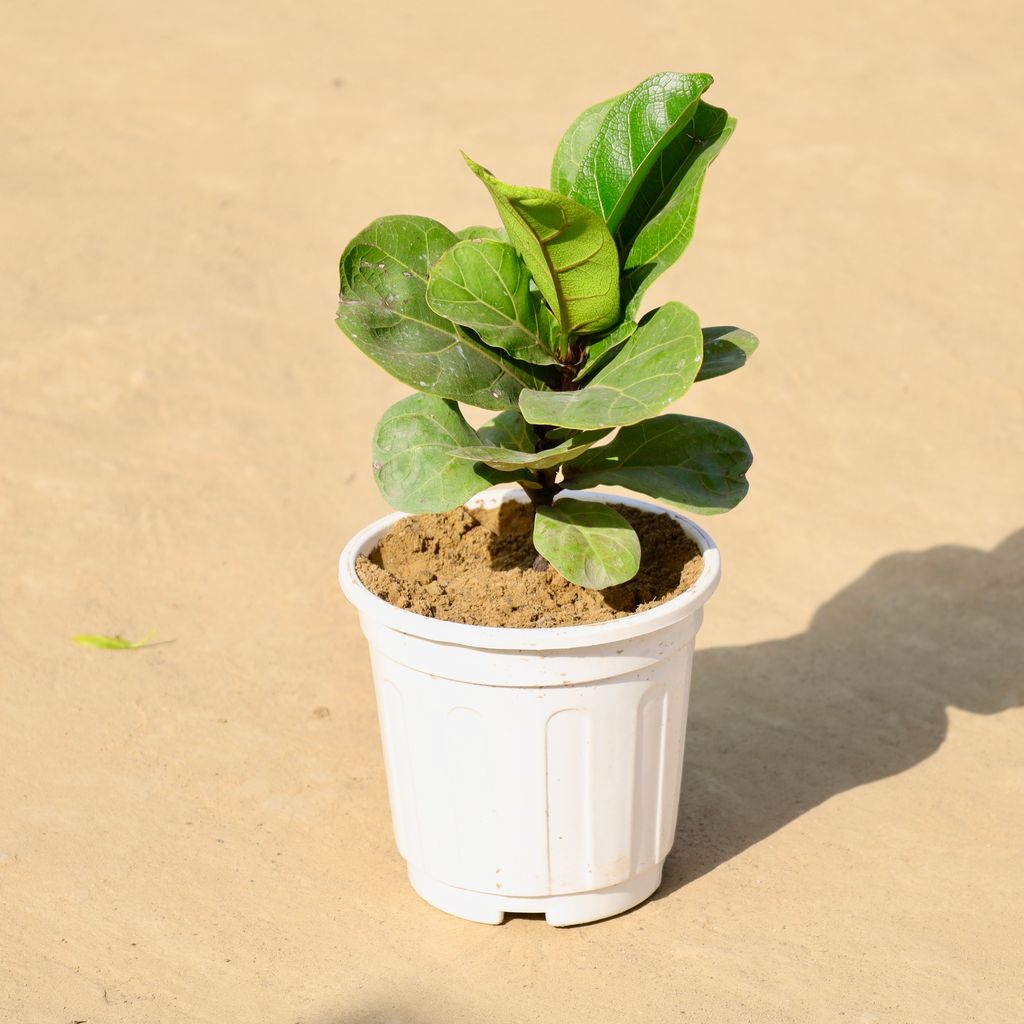 Fiddle Leaf Fig / Ficus Lyrata in 6 Inch Nursery Pot