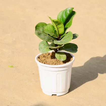 Buy Fiddle Leaf Fig / Ficus Lyrata in 6 Inch Nursery Pot Online | Urvann.com