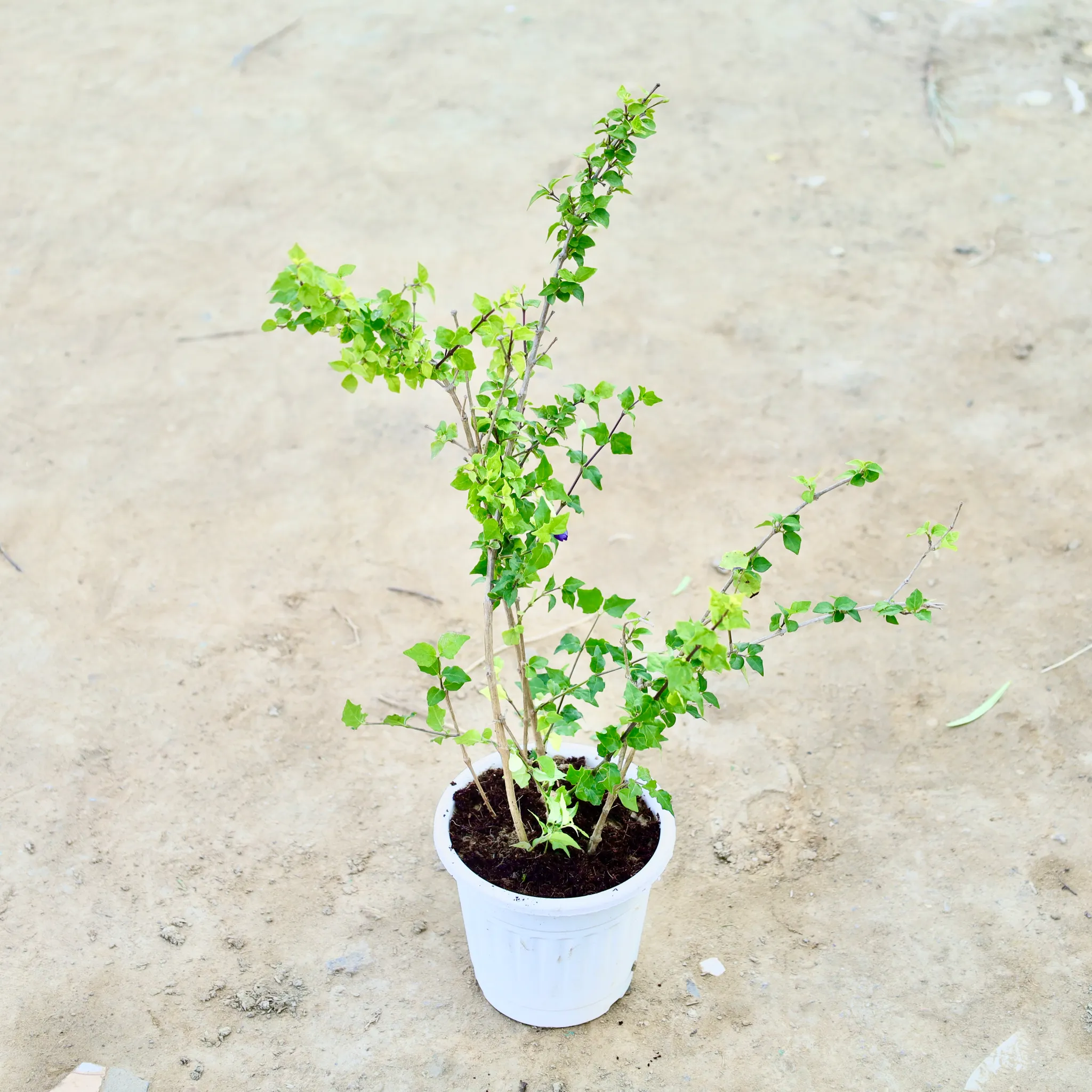 Kabutari Plant in 6 Inch White Super Nursery Pot