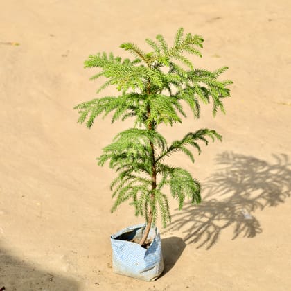 Buy Araucaria / Christmas Tree in 4 Inch Nursery Bag Online | Urvann.com