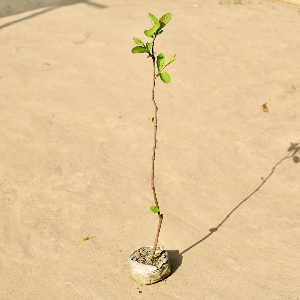 Guava / Amrood in 4 Inch Nursery Bag