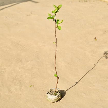 Buy Guava / Amrood in 4 Inch Nursery Bag Online | Urvann.com