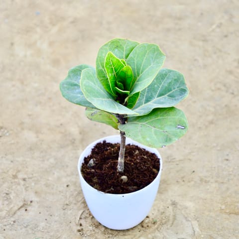 Fiddle Leaf in 6 Inch White Premium Orchid Round Plastic Pot