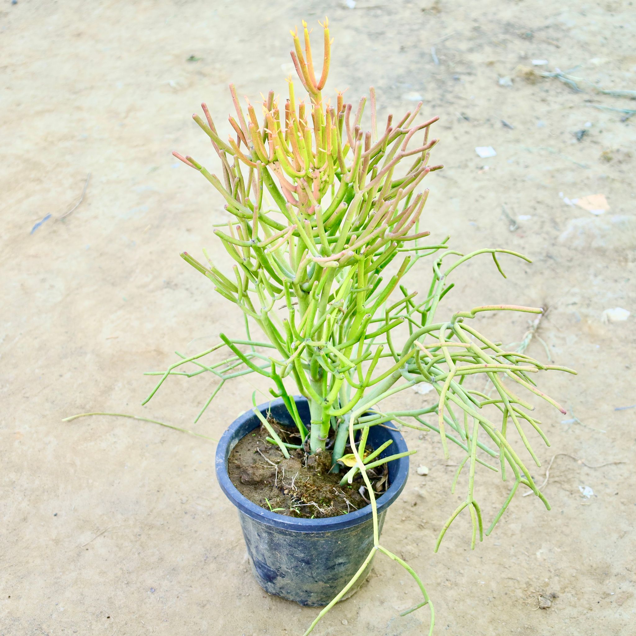 Pencil Cactus in 8 Inch Nursery Pot