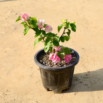 Buy Bougainvillea (Any Colour) in 8 Inch Nursery Pot Online | Urvann.com