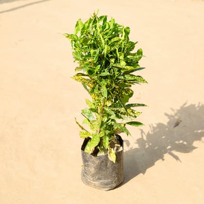 Buy Baby Croton in 6 Inch Nursery Bag Online | Urvann.com